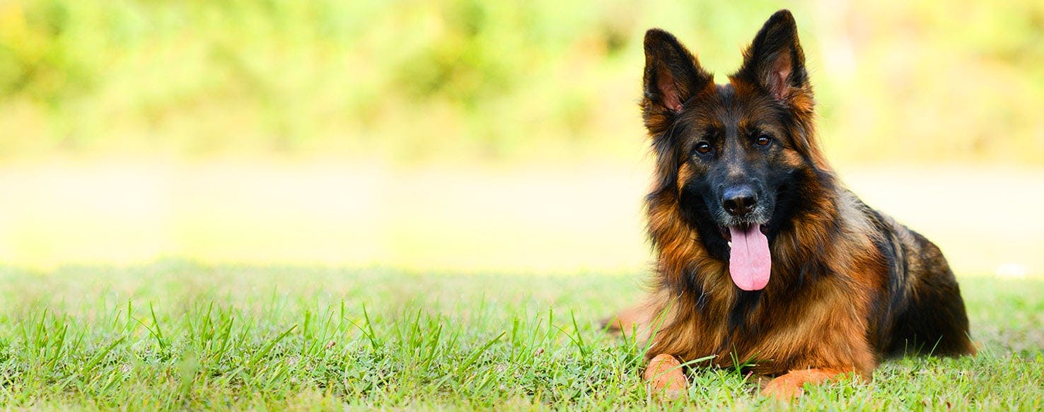 Dog Names That Start With Lo Popular Male And Female Names Wag 